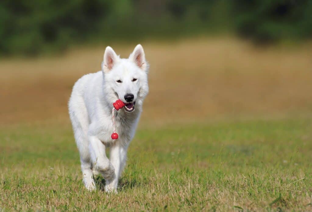 Pet Boarding Near Raleigh, North Carolina