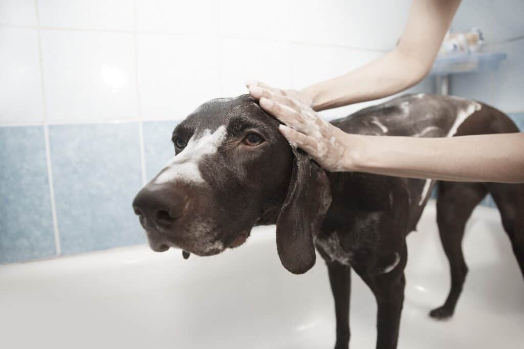 Your Guide on How to Bathe a Dog