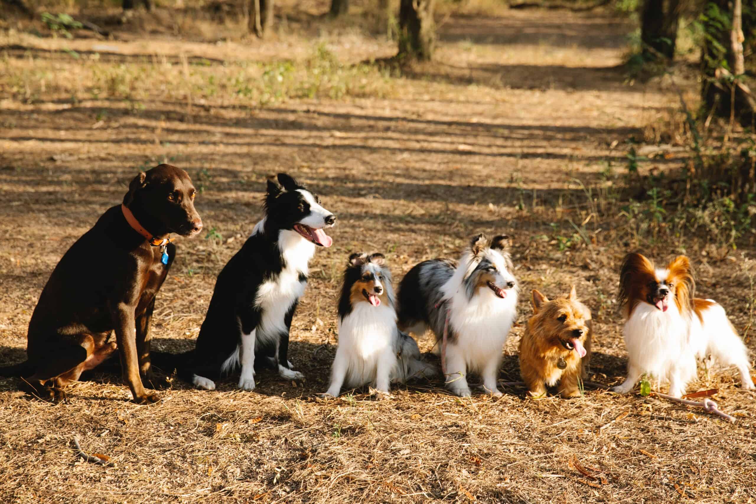 best dog parks in Butler County, Ohio