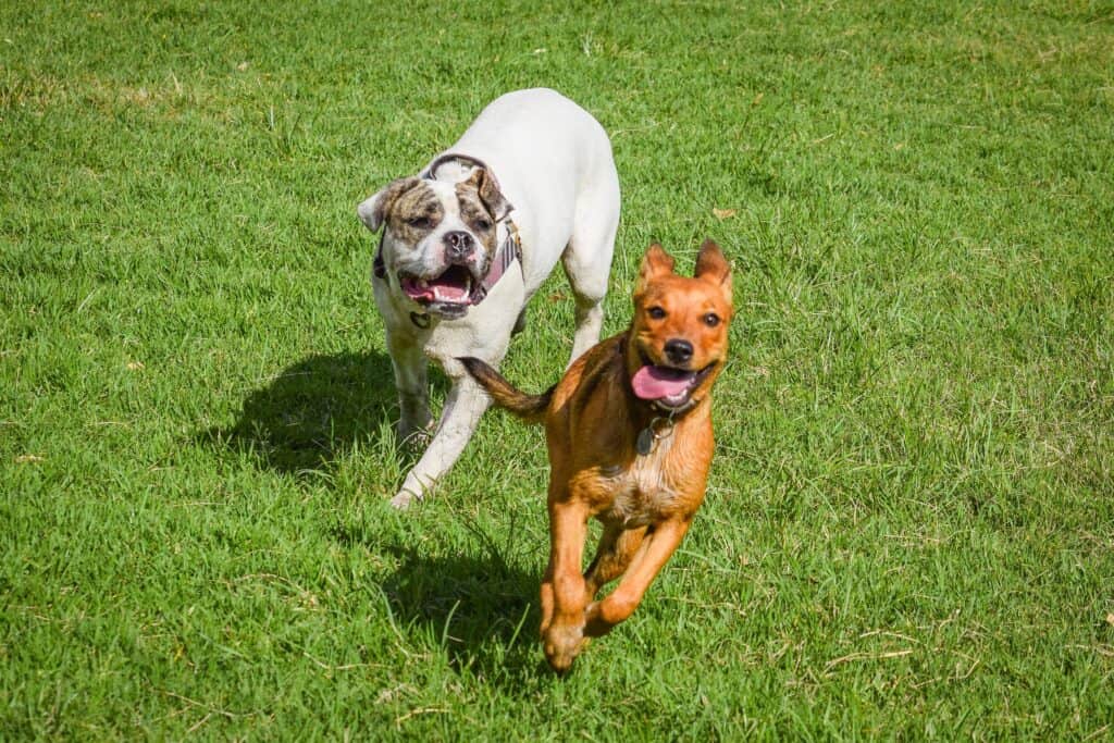 13 Reasons Why Playtime Is So Important for Dogs