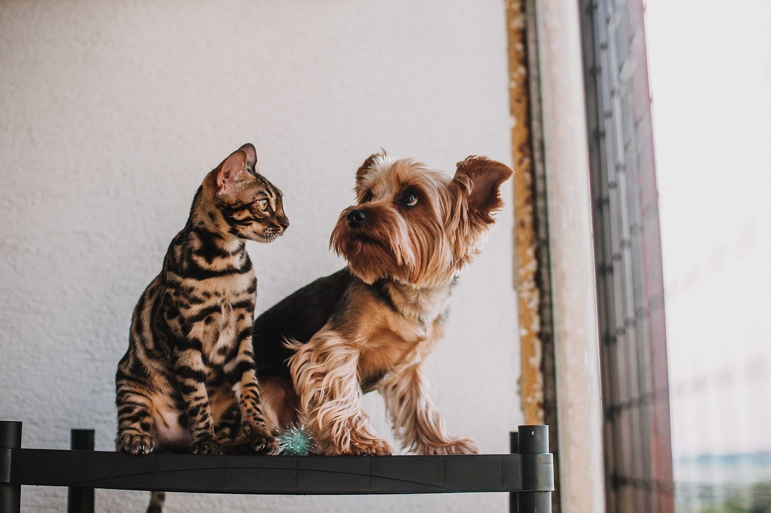 Grandview Heights pet boarding