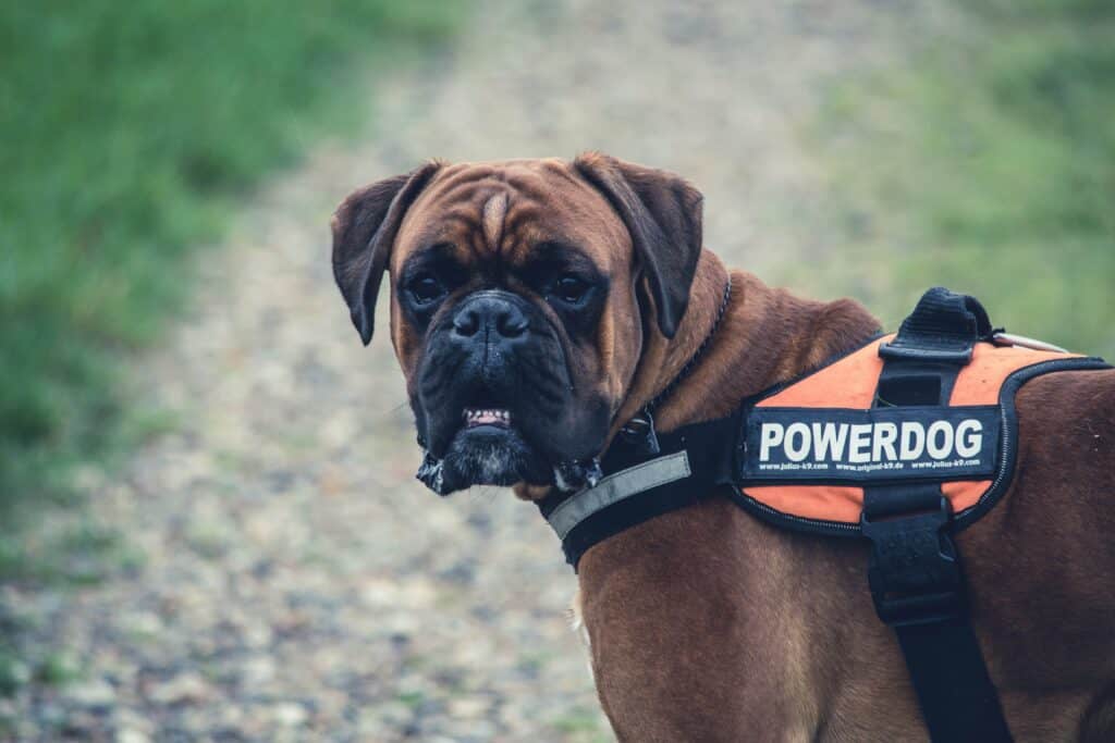 Thanking Our Four-Legged Heroes During National Service Dog Month