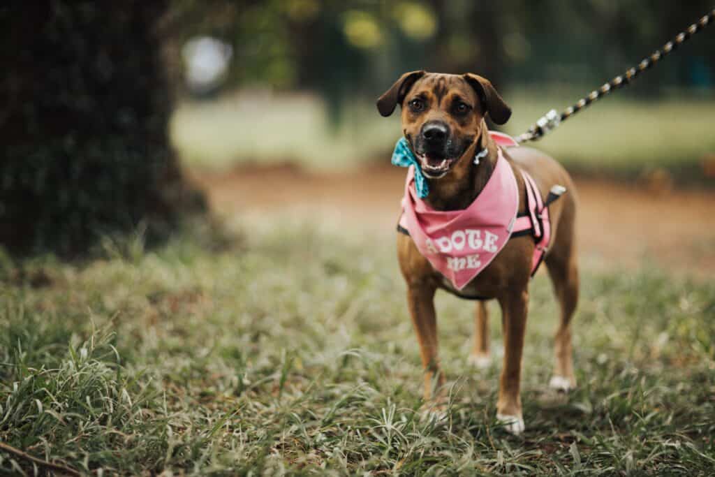 dog bandanas