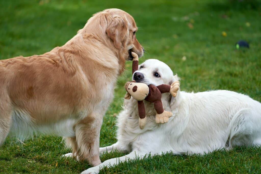 socializing your dog