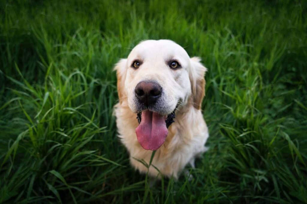 Ideal Pet Boarding in Whitehall, Ohio