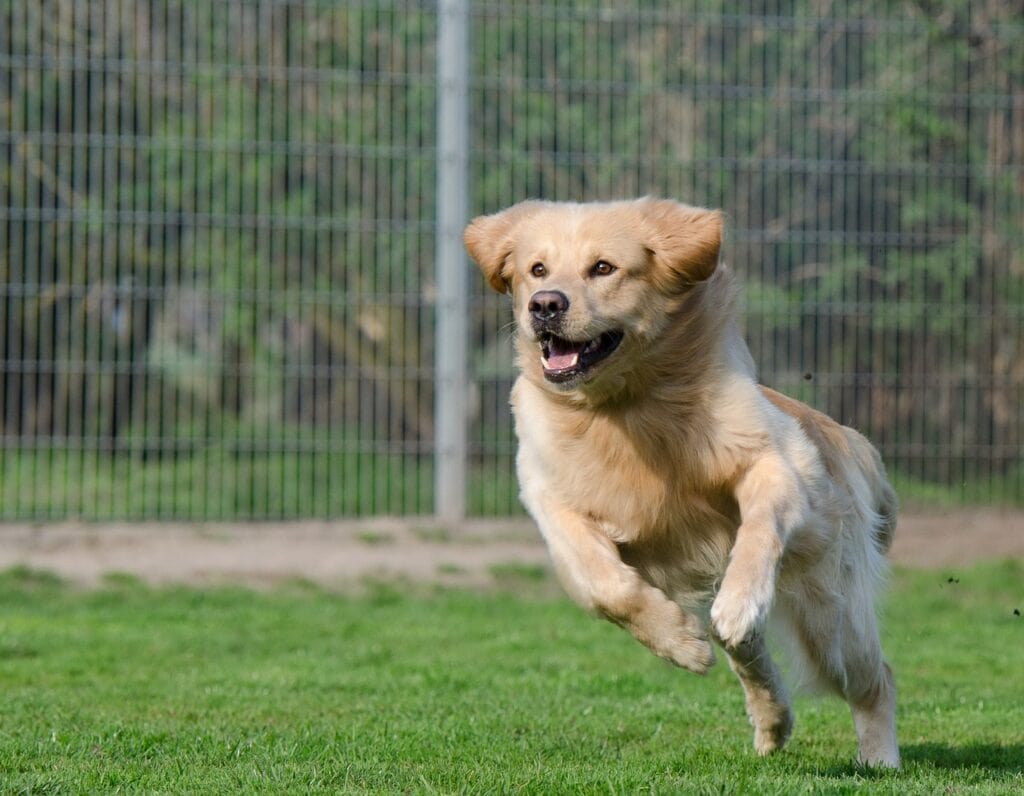 Looking for Reliable Pet Boarding and Grooming Near Blacklick?