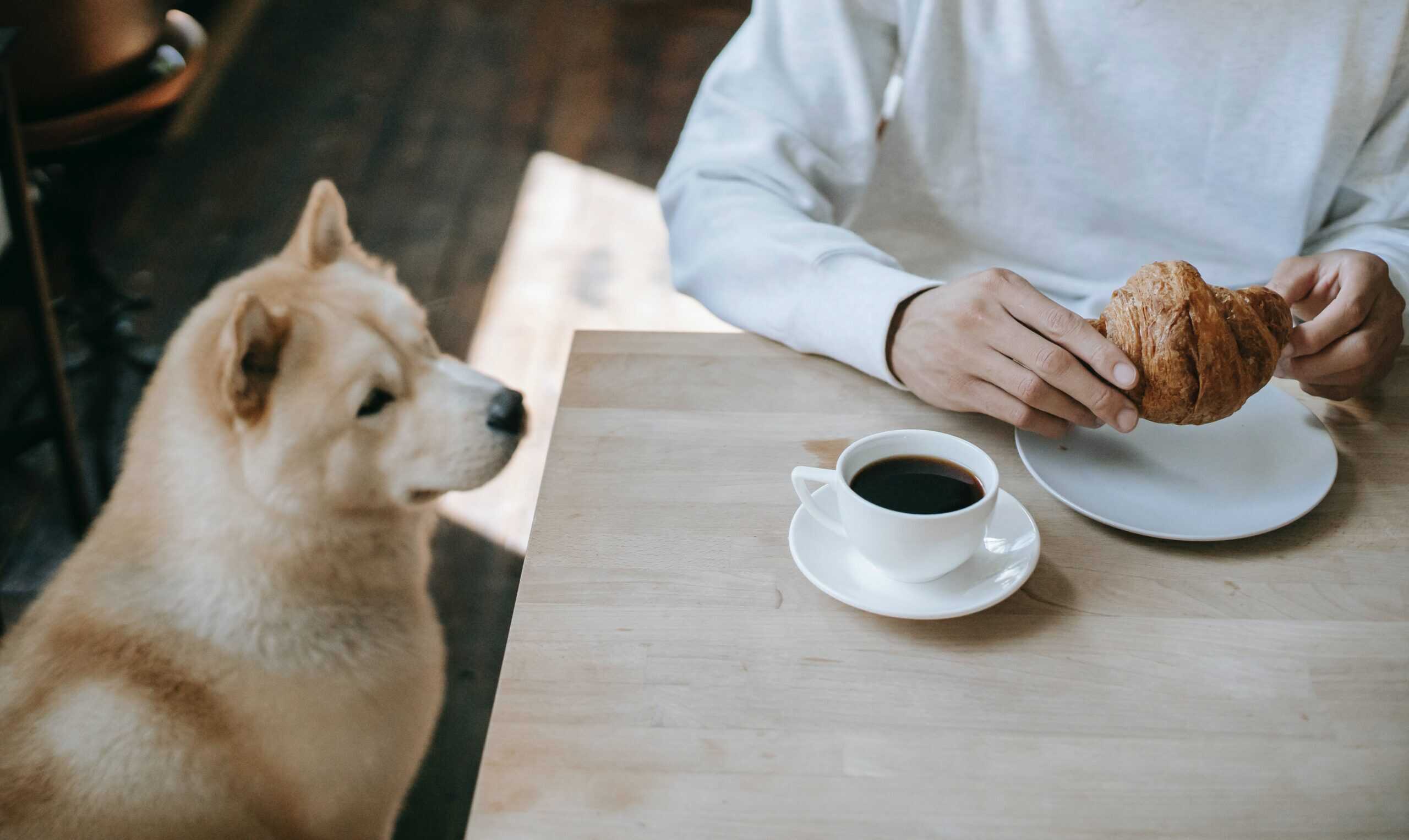 indoor dog-friendly businesses in Indianapolis