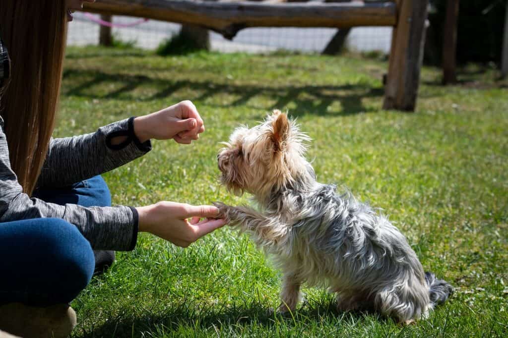 common dog behavior problems