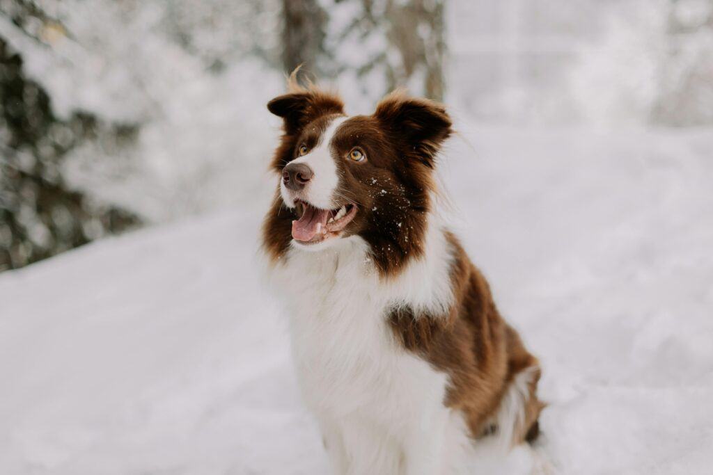 getting your dog to go potty in the snow