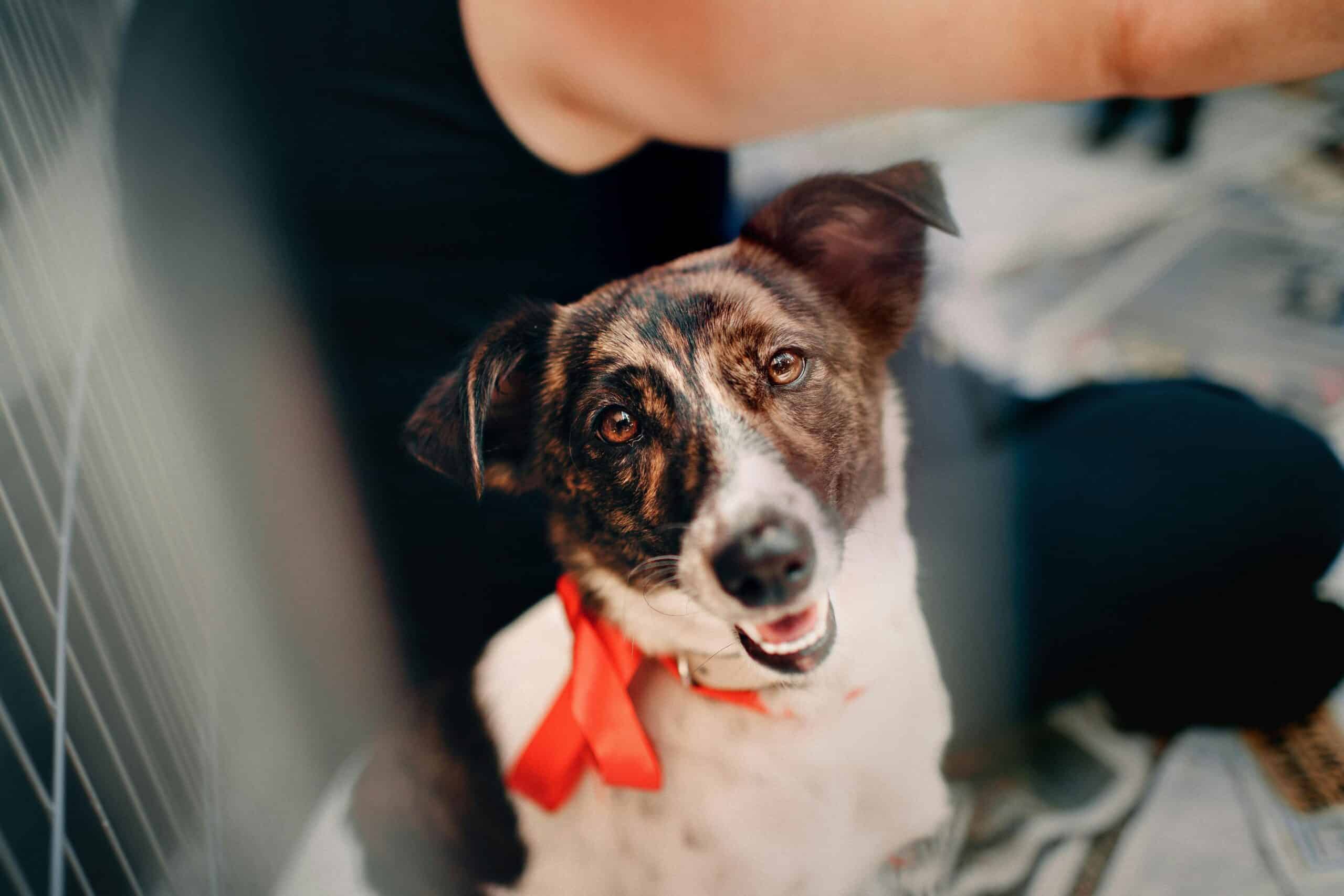 What Is the 3-3-3 Rule When Adopting a Rescue Dog?