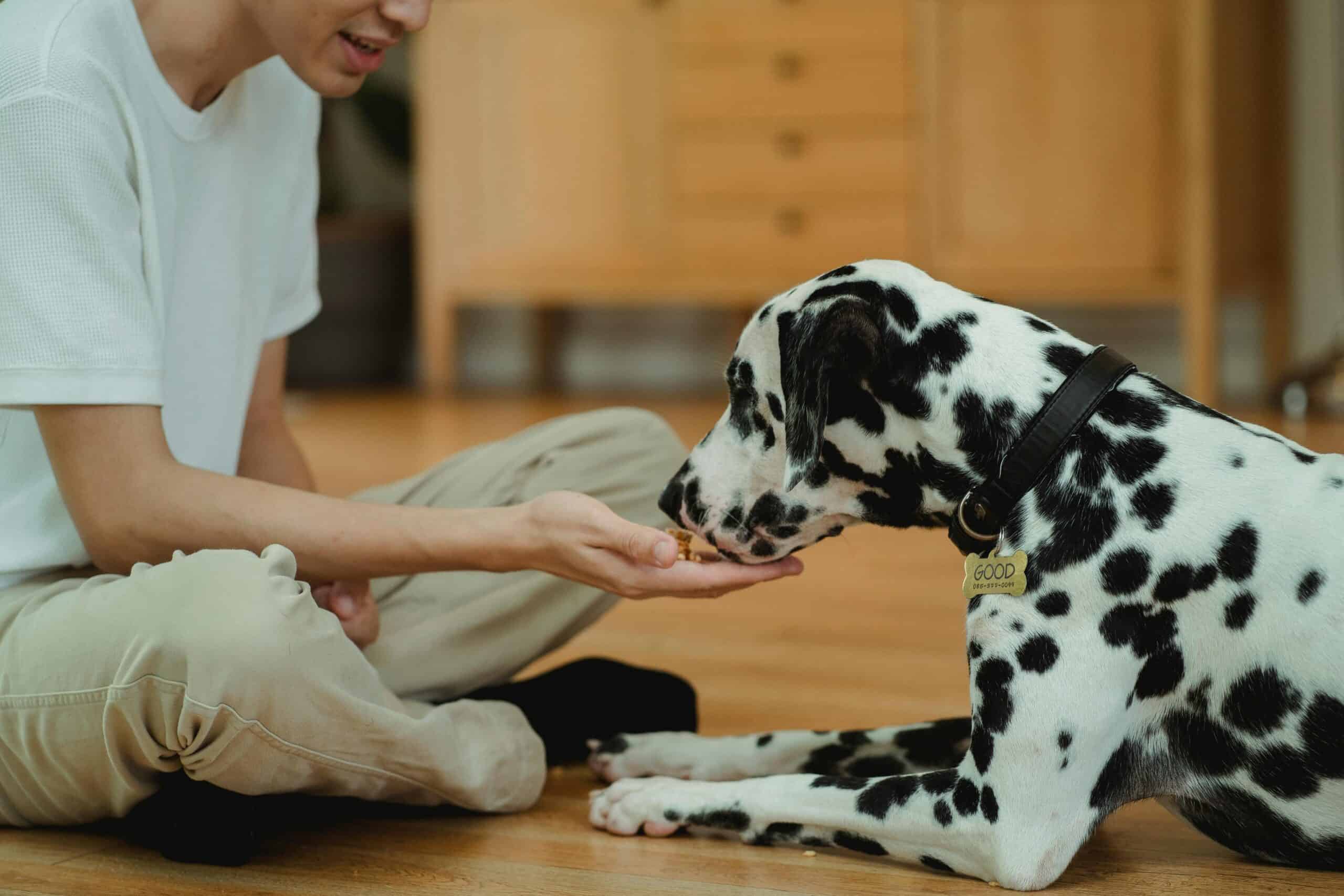 Summer Dog Treat Recipes