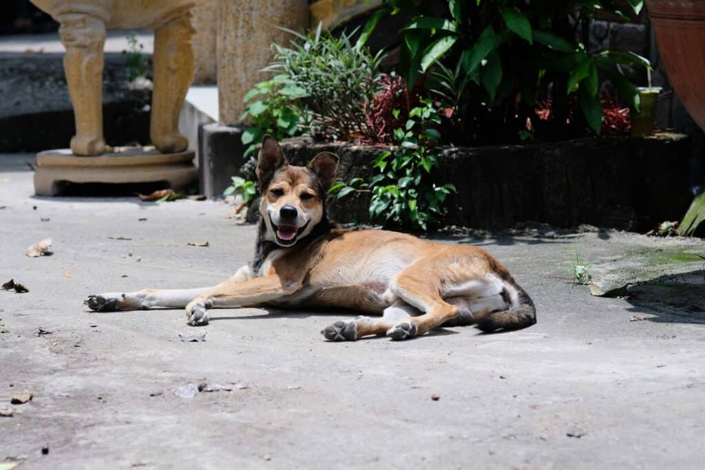 dog-friendly patios in Charlotte