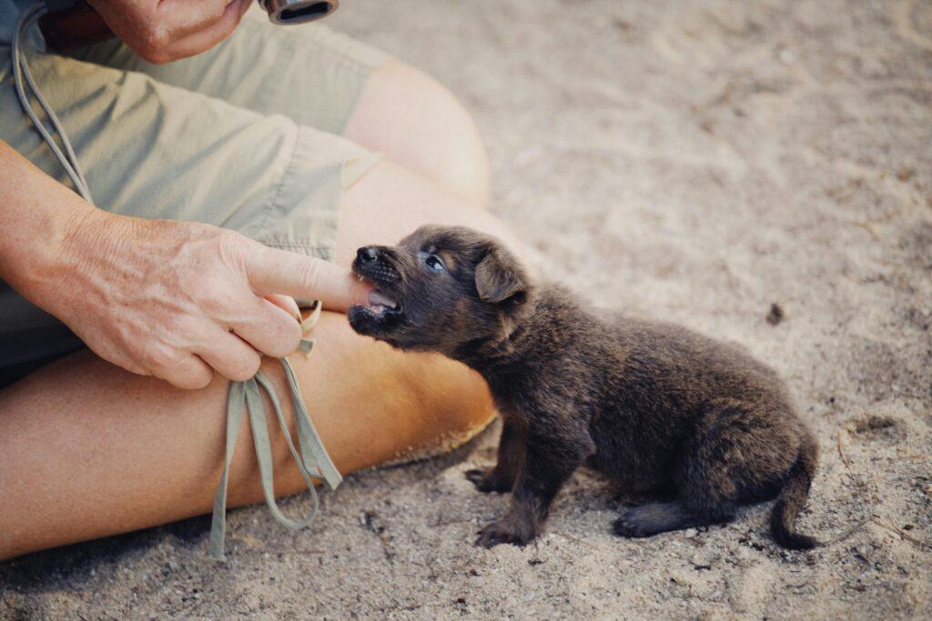 How to Stop a Puppy from Biting and Nipping