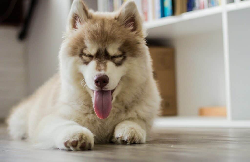 Tips and Tricks for Managing Dog Shedding
