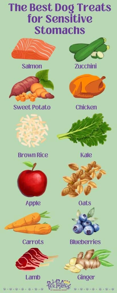 A closer look at Sensitive Stomach Poodle Dog Food Options