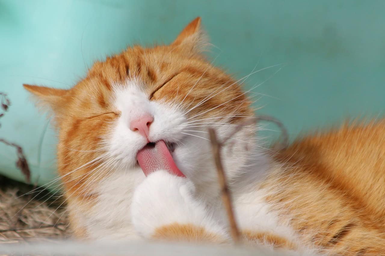 Cat Grooming 101