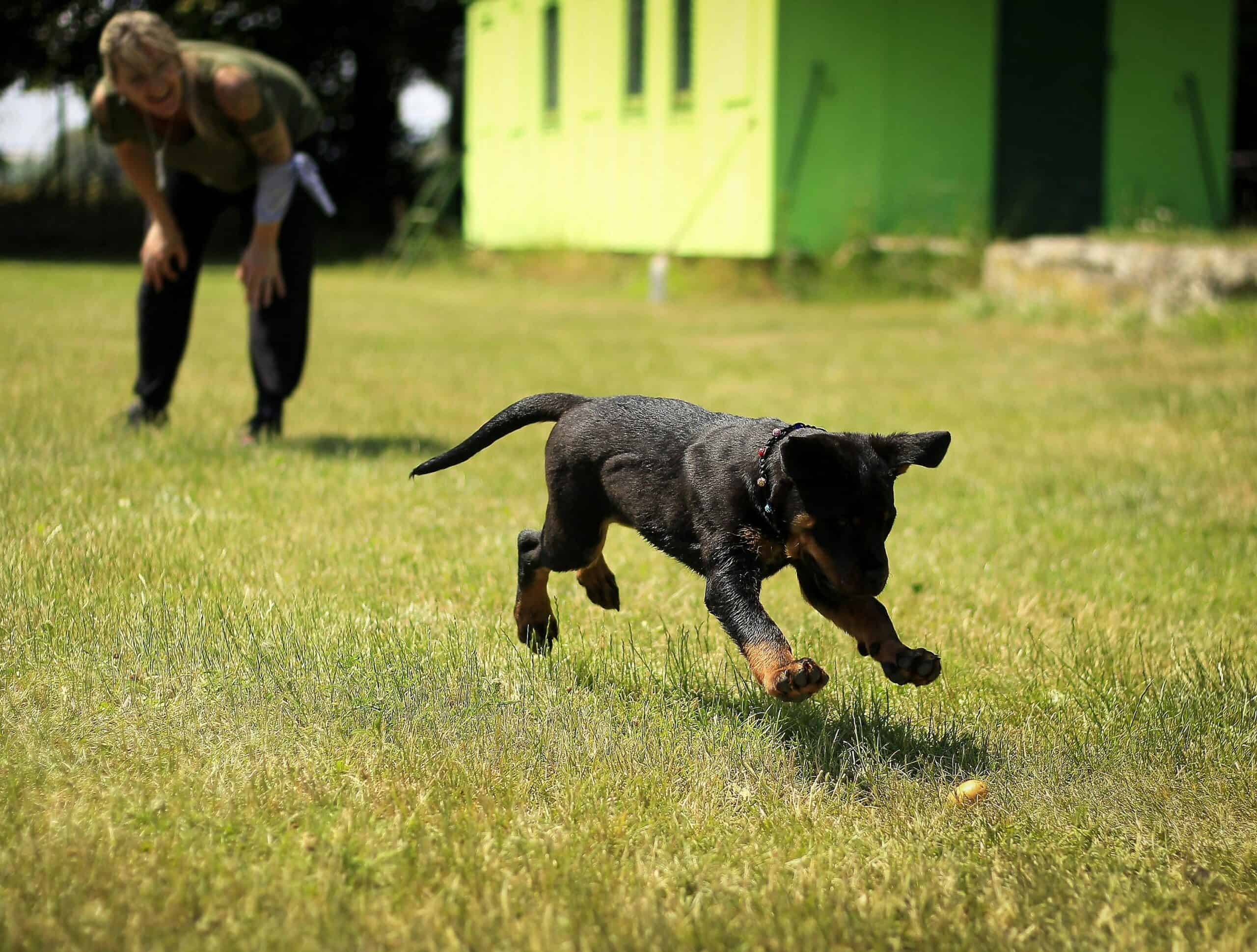 The Basic Commands All Dogs Should Know