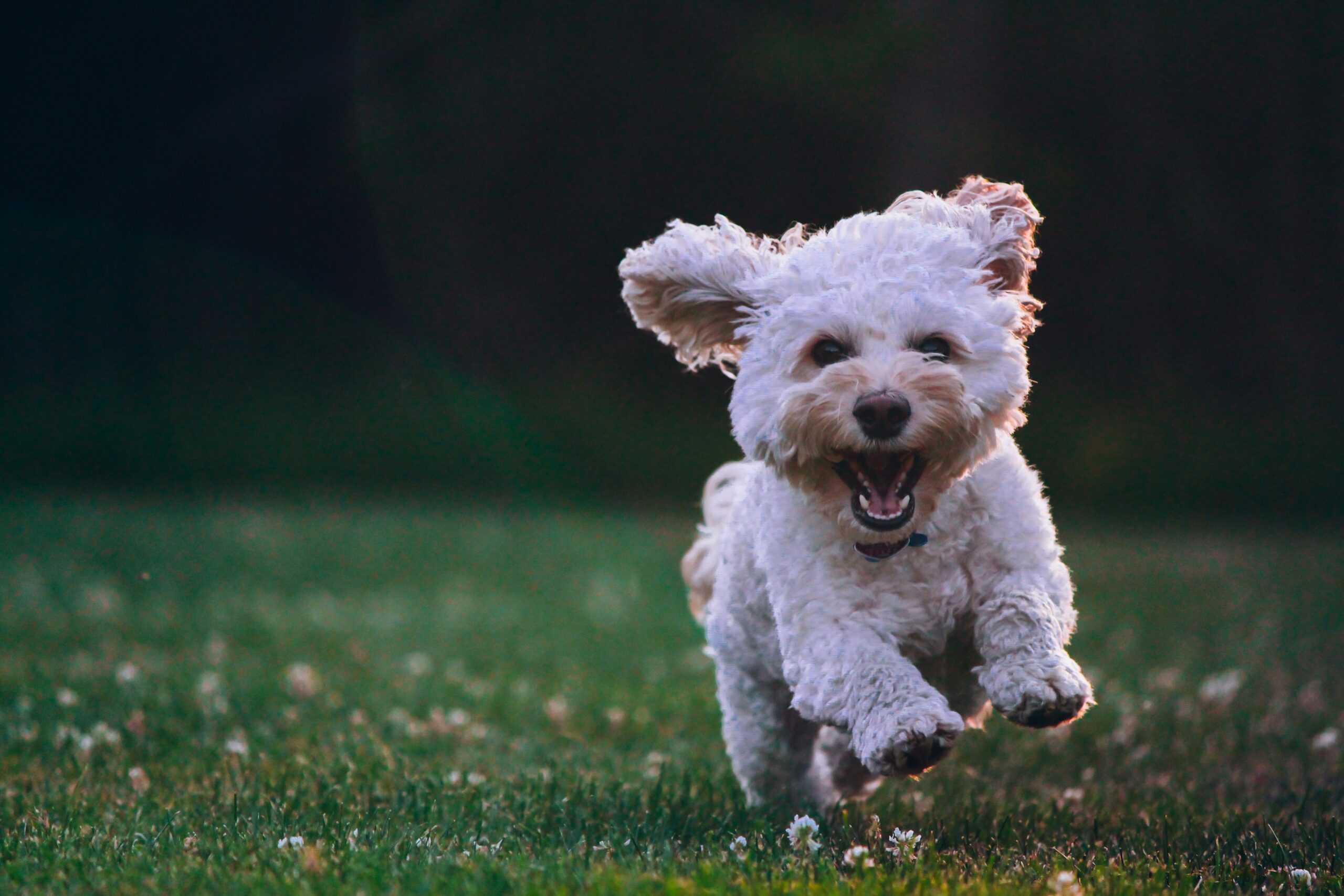 dog day camp