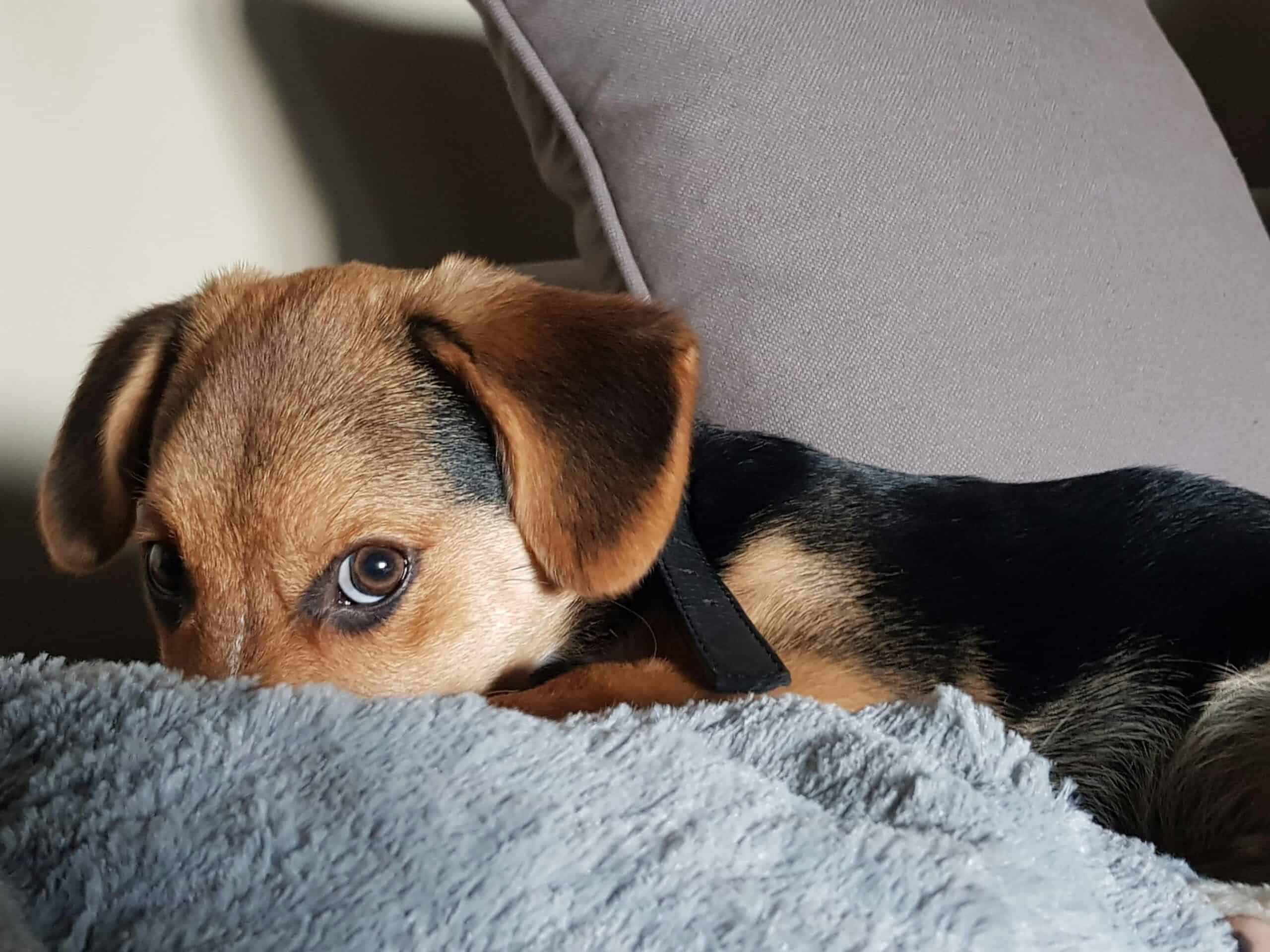 Tips for Keeping Your Dog off the Couch