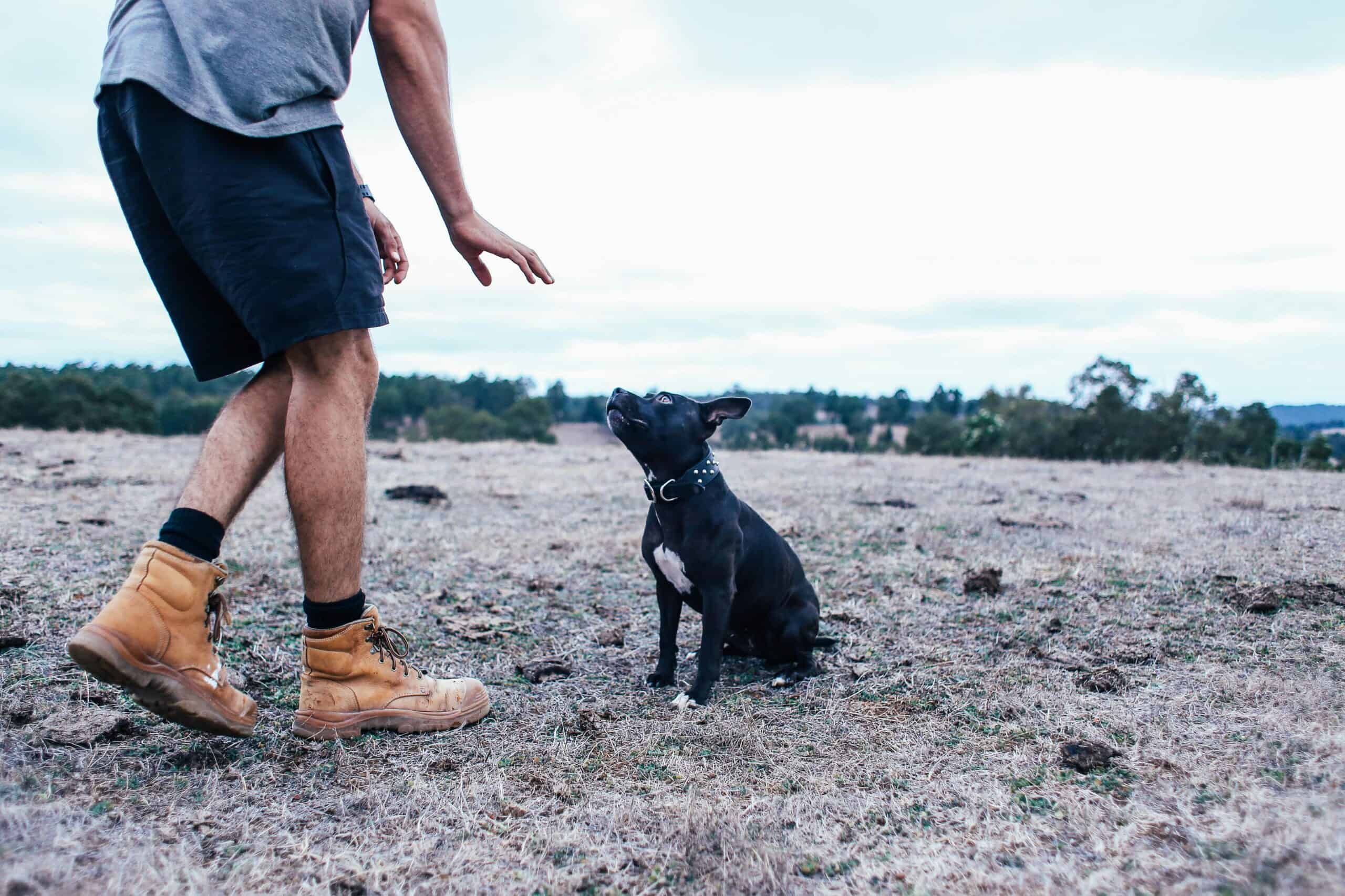 the hardest and easiest tricks to teach dogs the hardest and easiest tricks to teach dogs