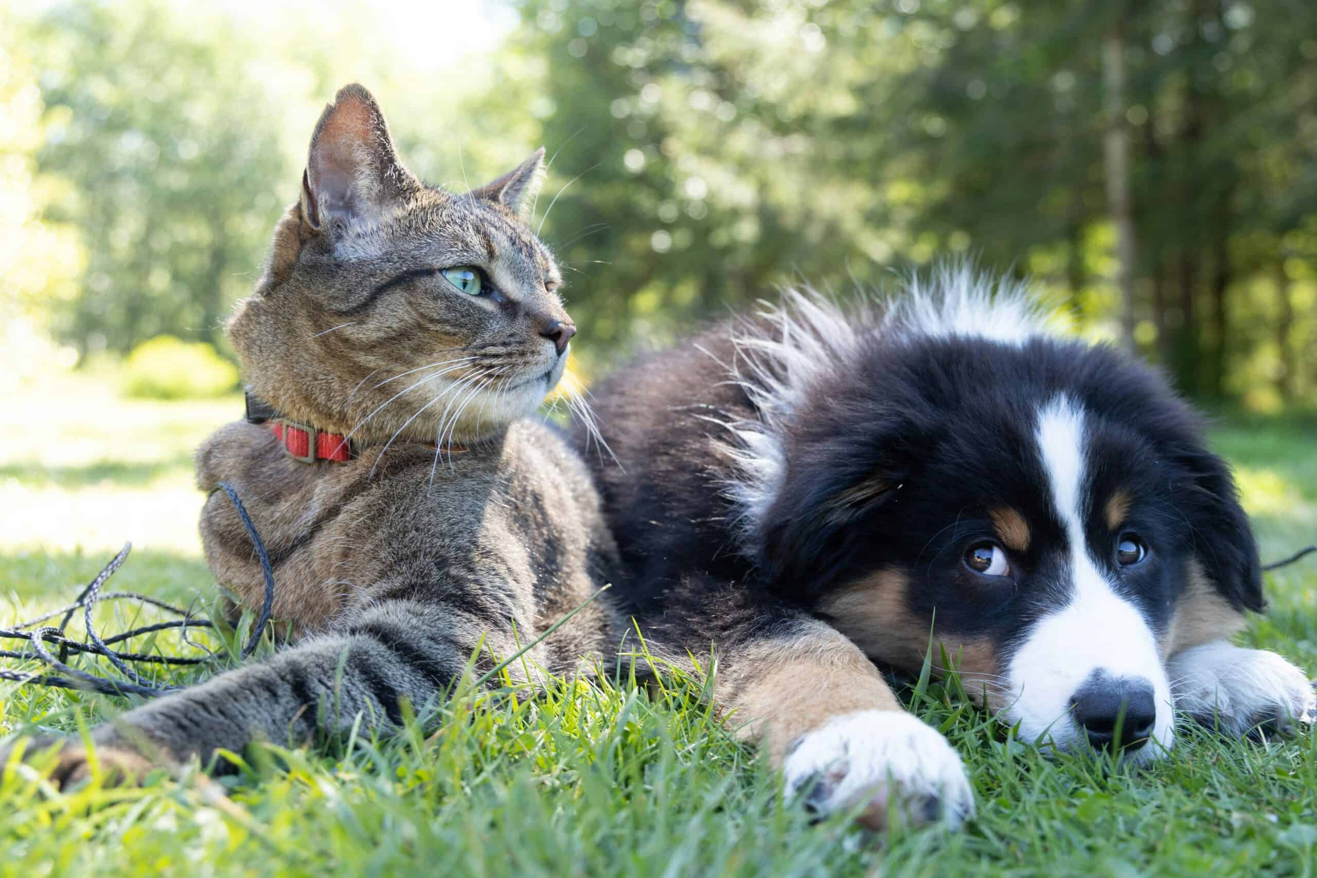 Southwest Ohio Pet Owner Resources
