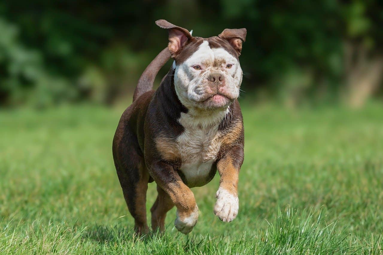 pet boarding in Springdale, Ohio
