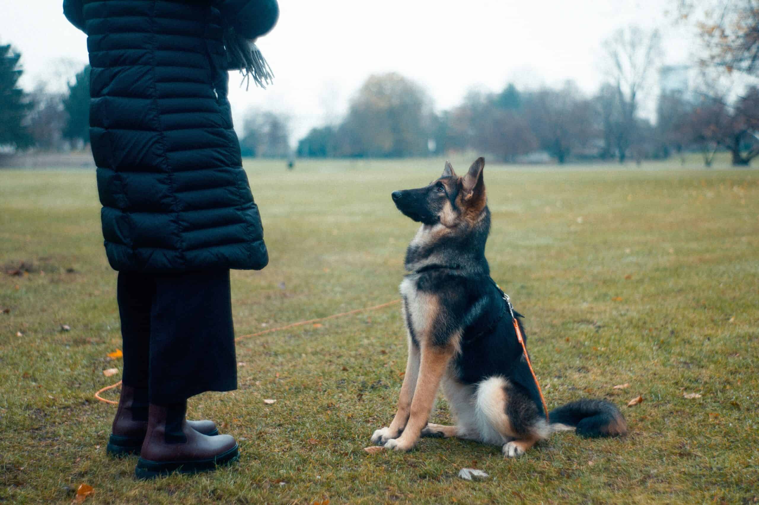 preparing your dog for obedience training classes
