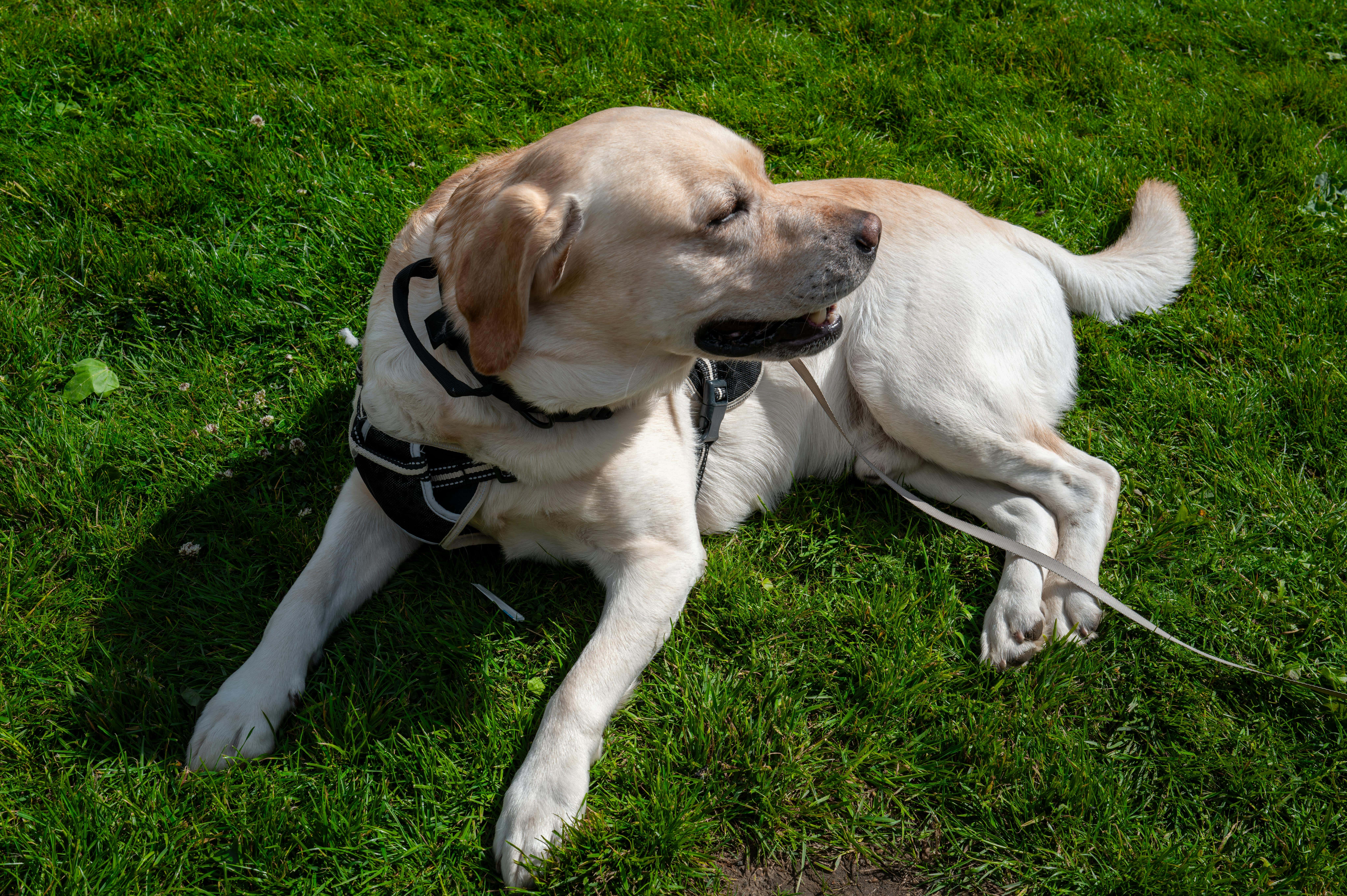 gua sha for dogs