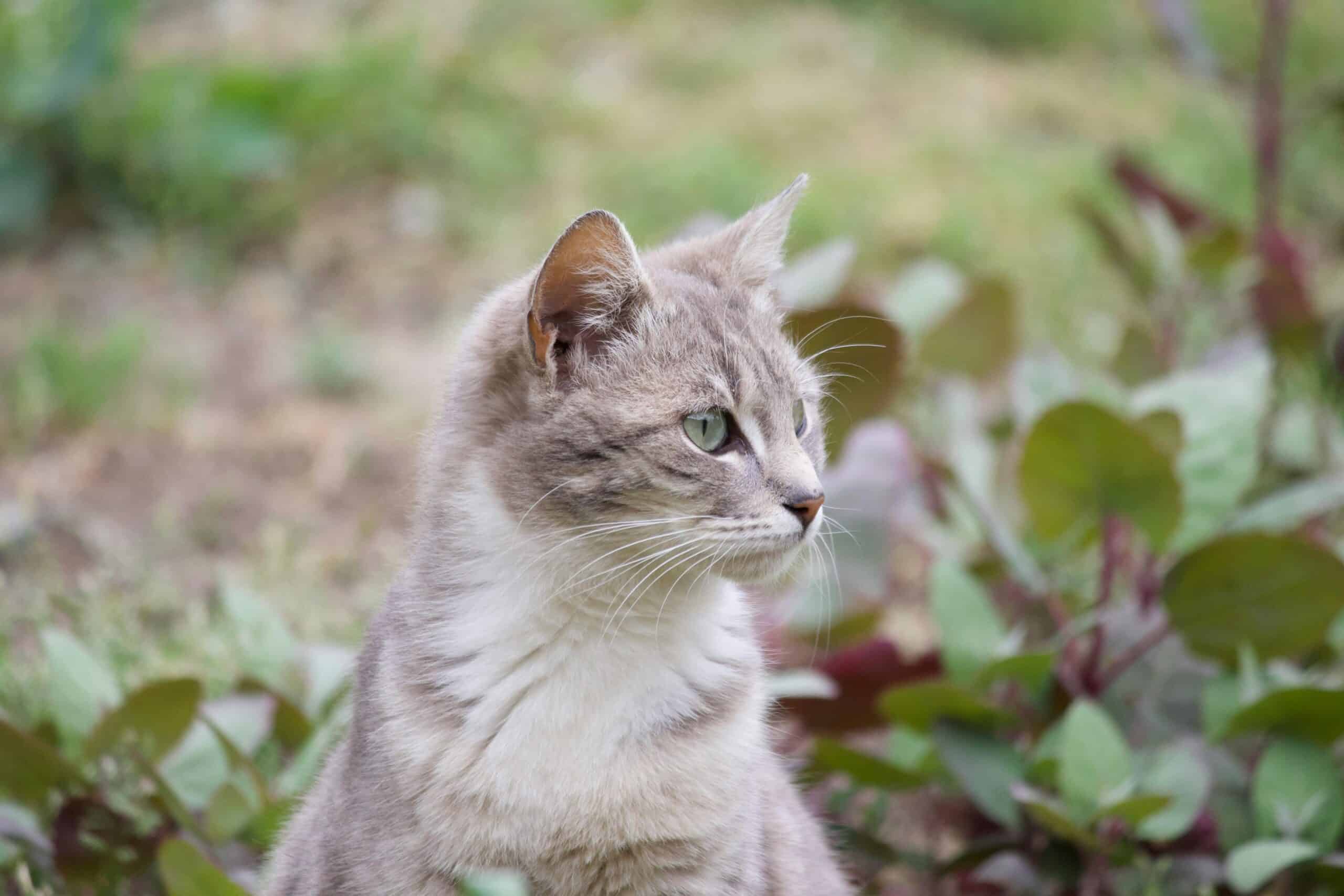 pet psychics and animal communicators