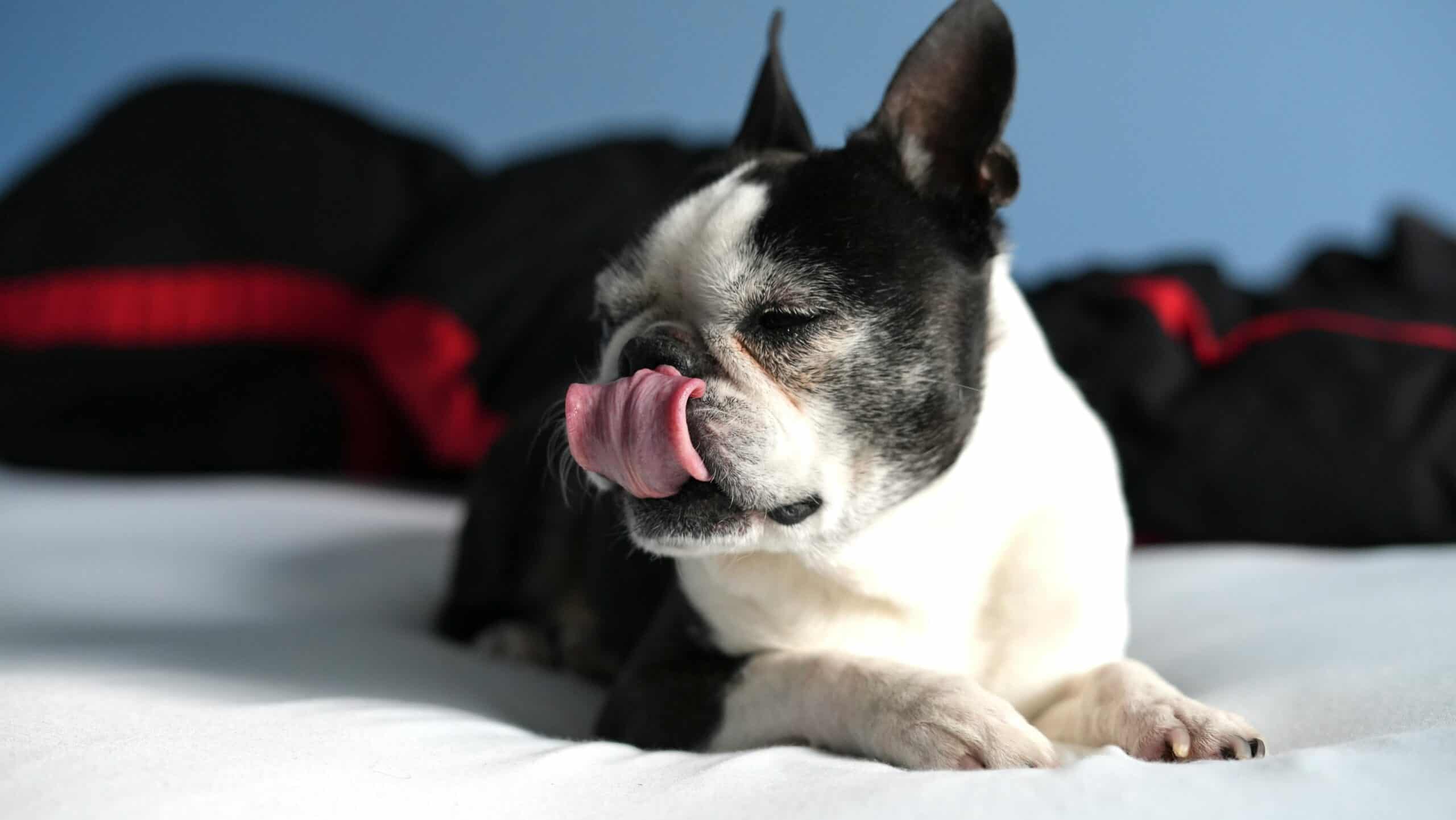 Why do dogs lick their paws?
