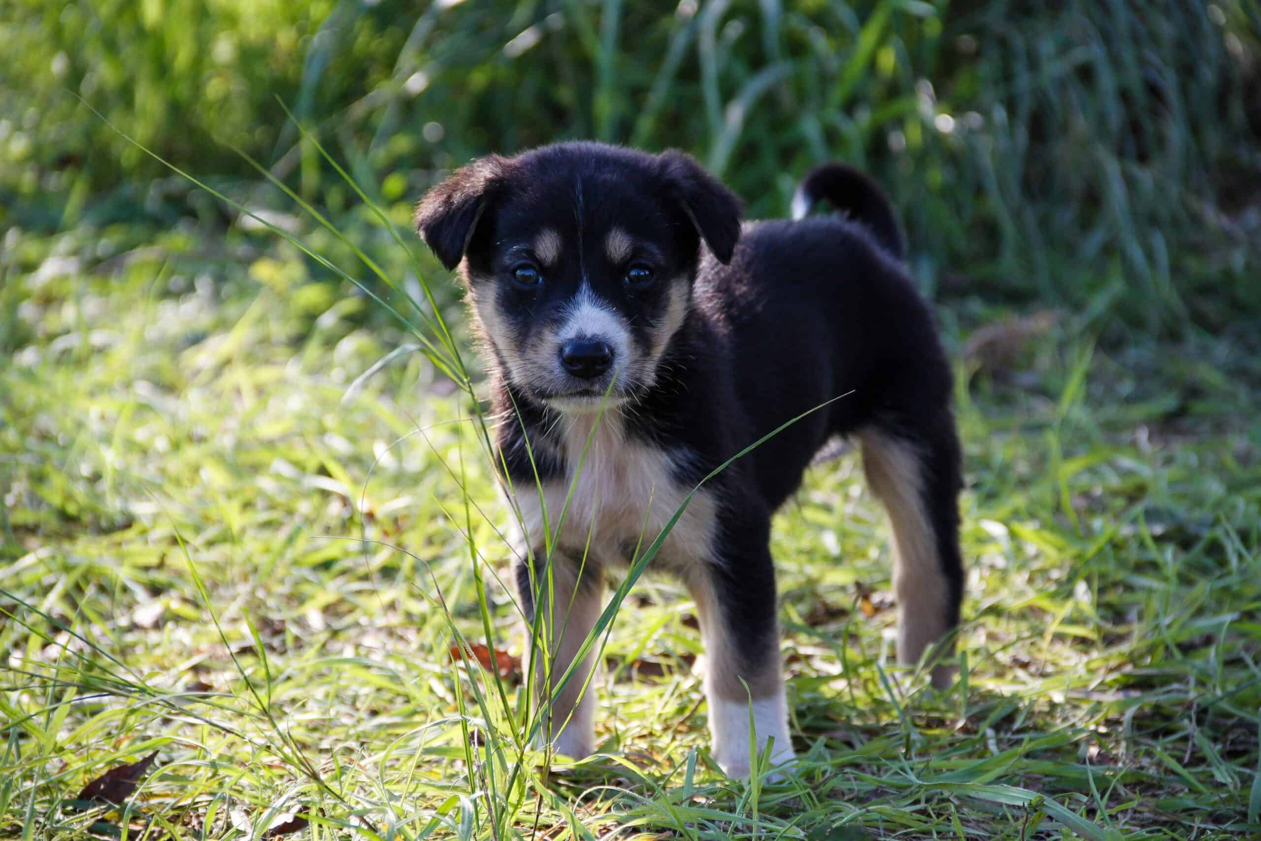 puppy potty training puppy potty training