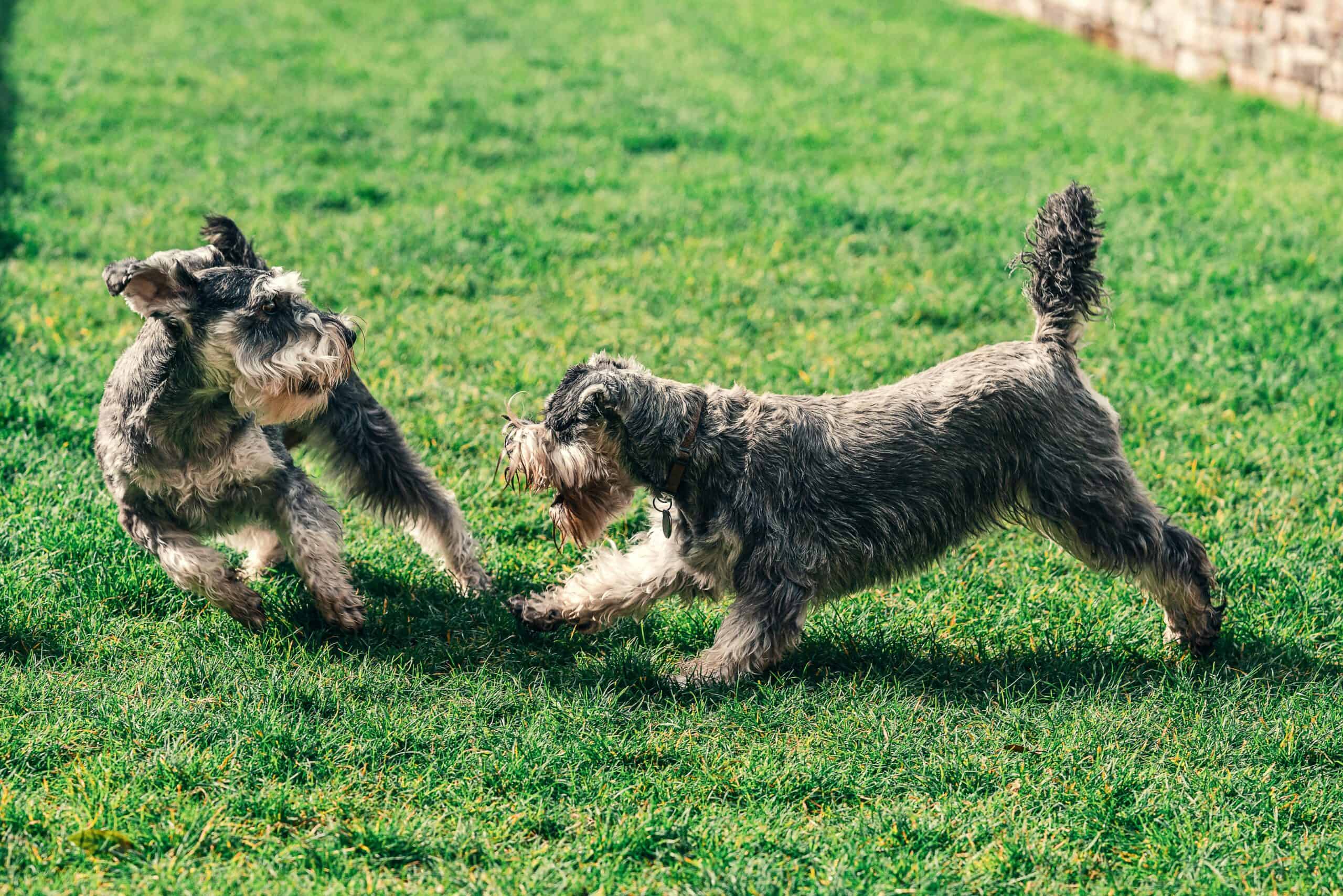dogs socializing and playing in the grass