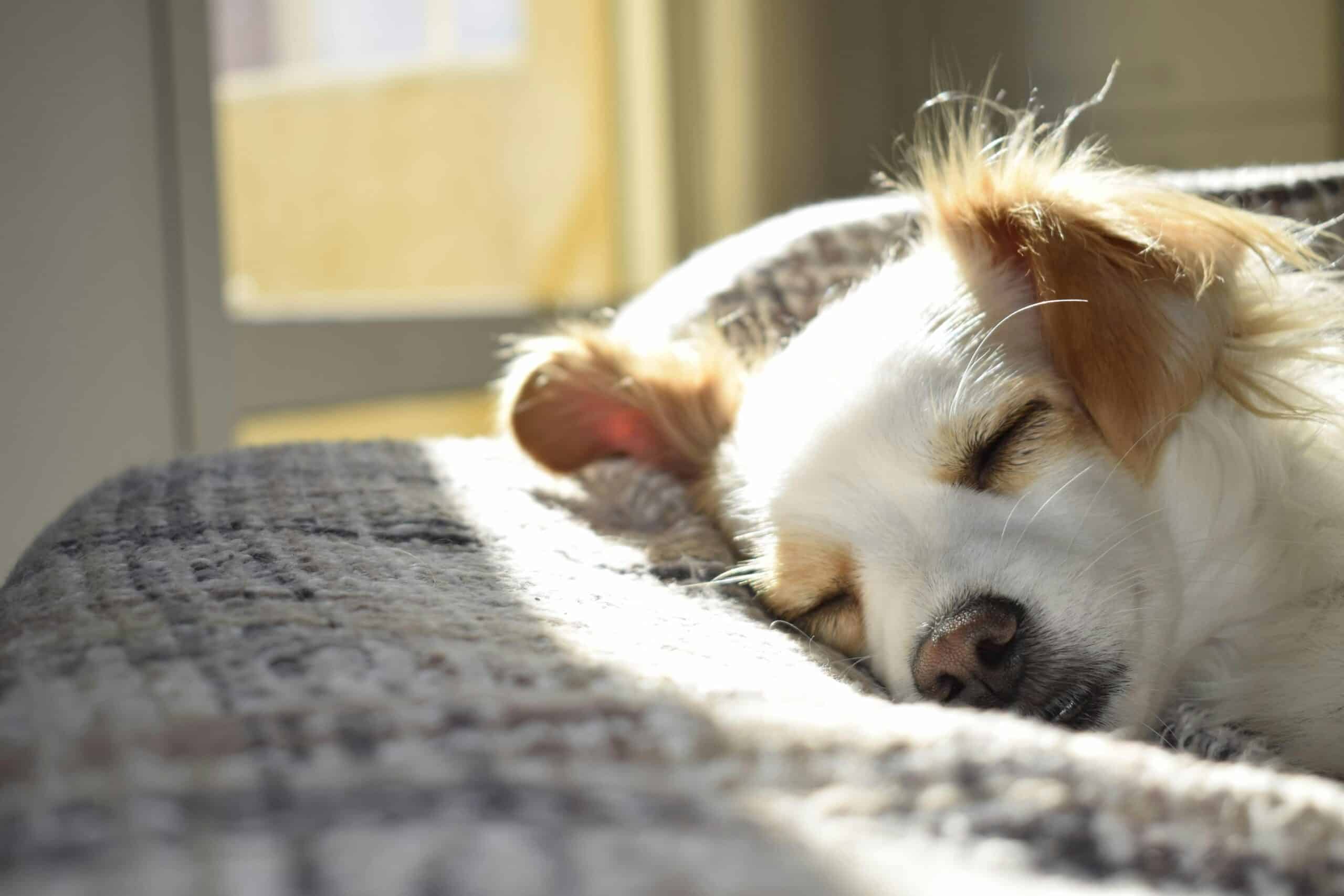 benefits of dog reflexology