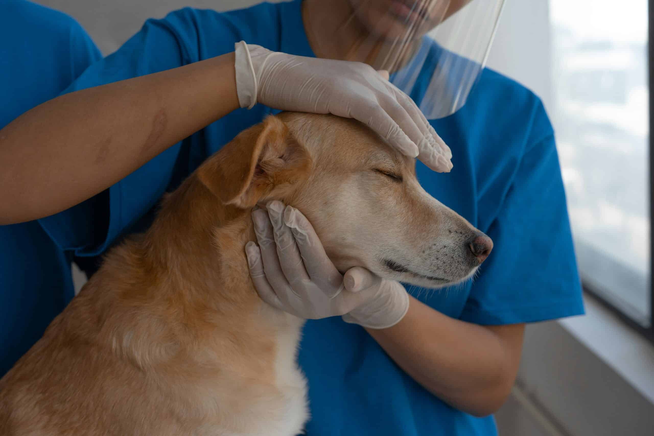 pet vet tips