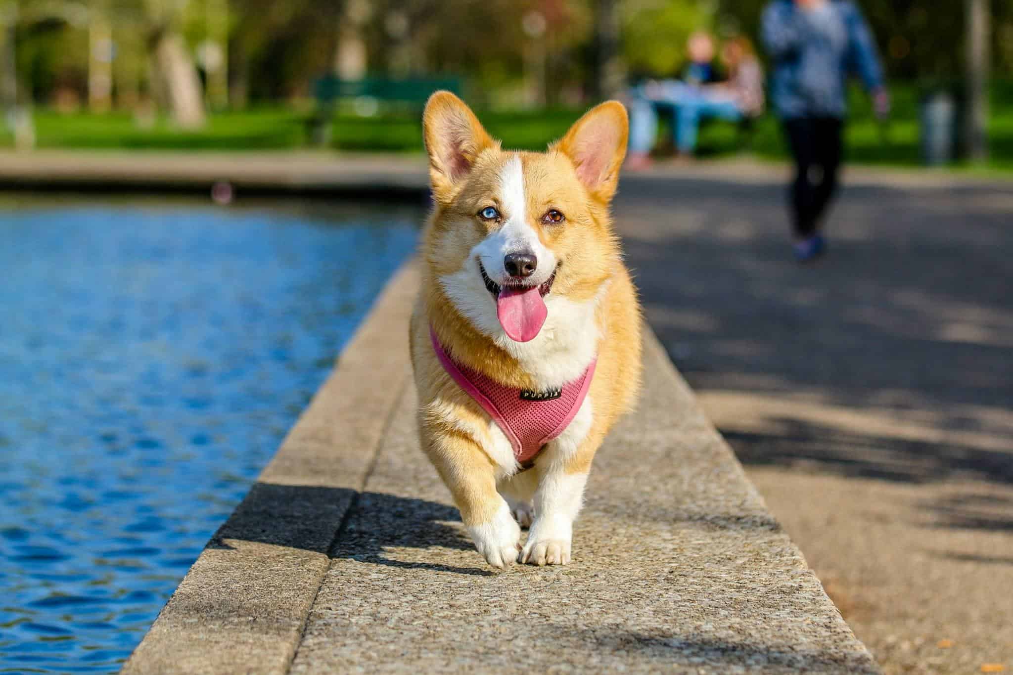 owning a dog in Charlotte – everything you need to know