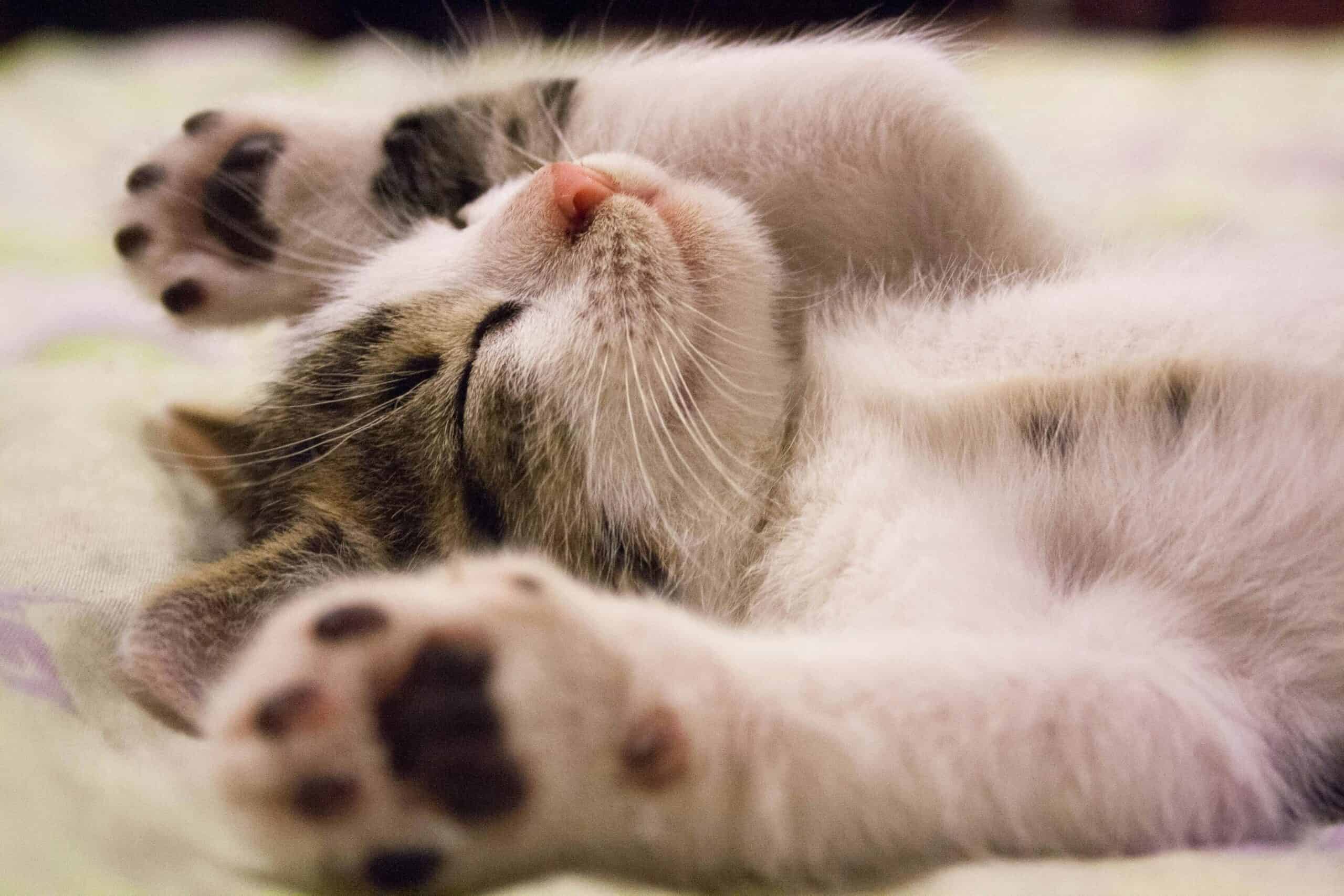 most popular cat names in the United States