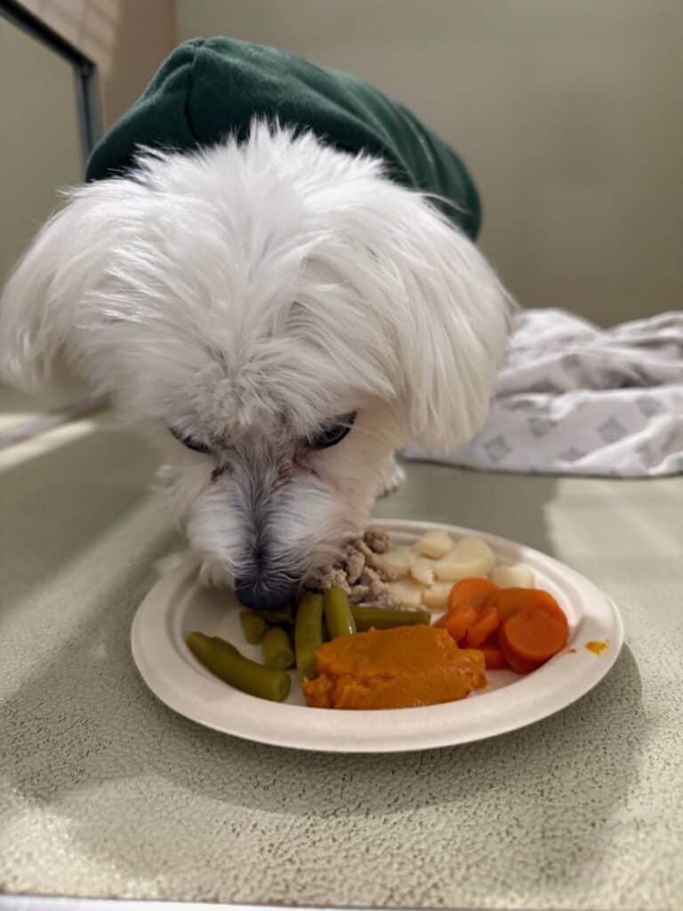 Pet Palace Christmas Meal