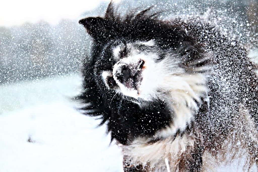 The Best Cold-Weather Accessories for Dogs