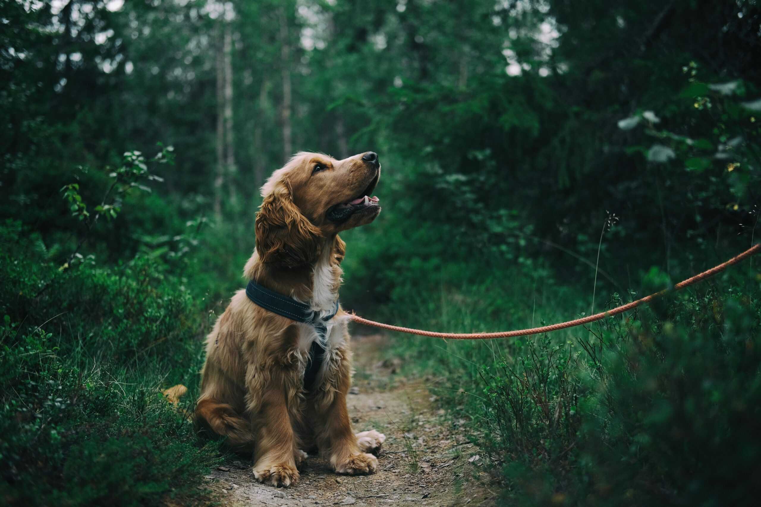 best dog-friendly trails in Columbus