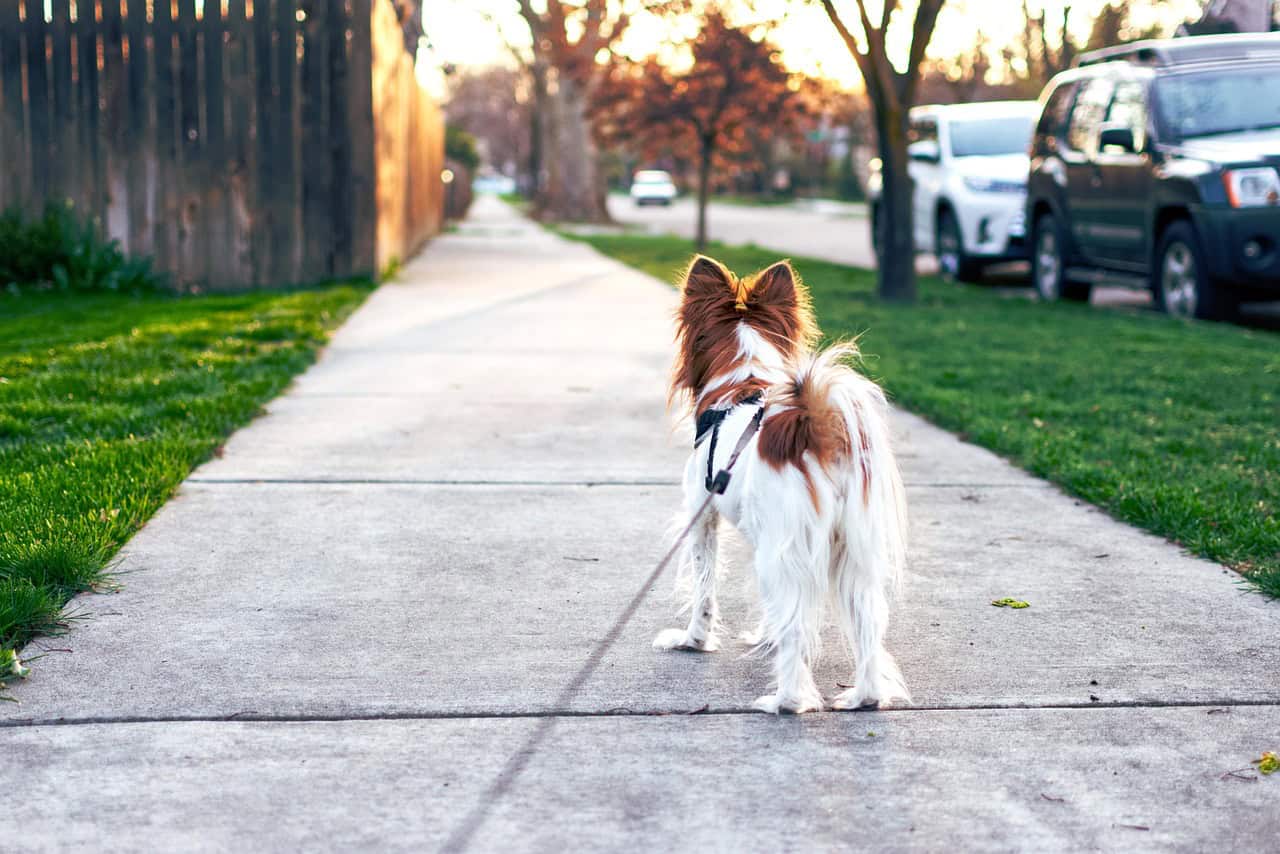 Dog Day Care vs. Dog Walker: Which Is Right for Your Working Schedule?
