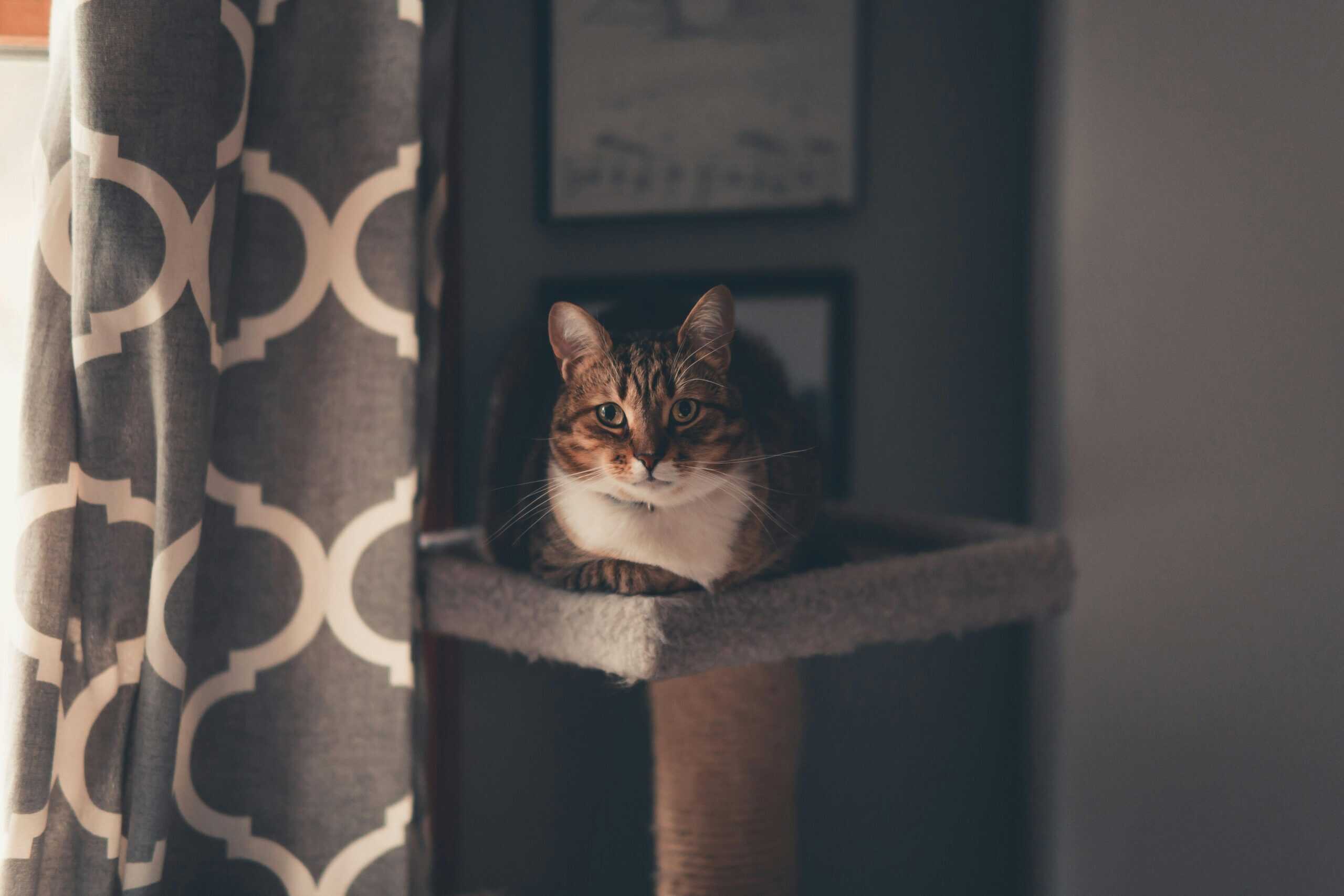cat boarding vs. in-home pet sitting
