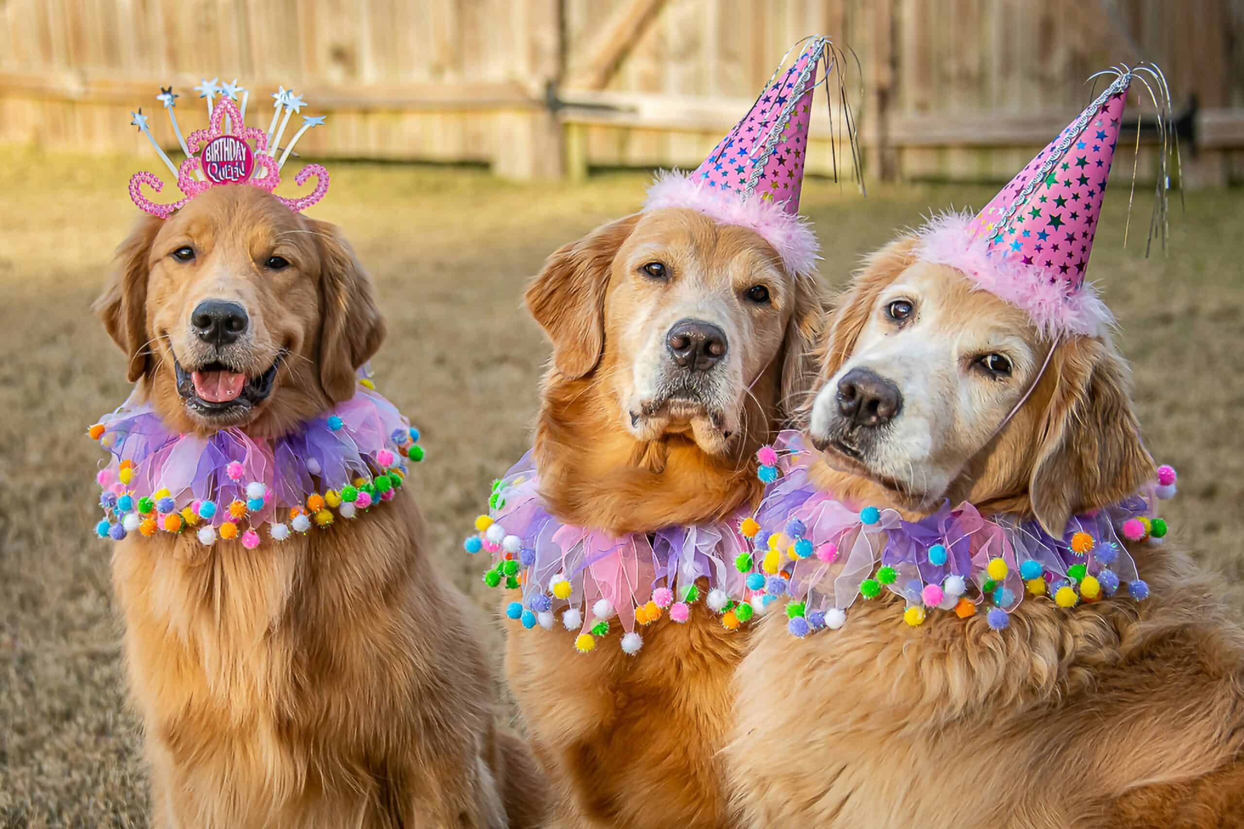 dog party ideas