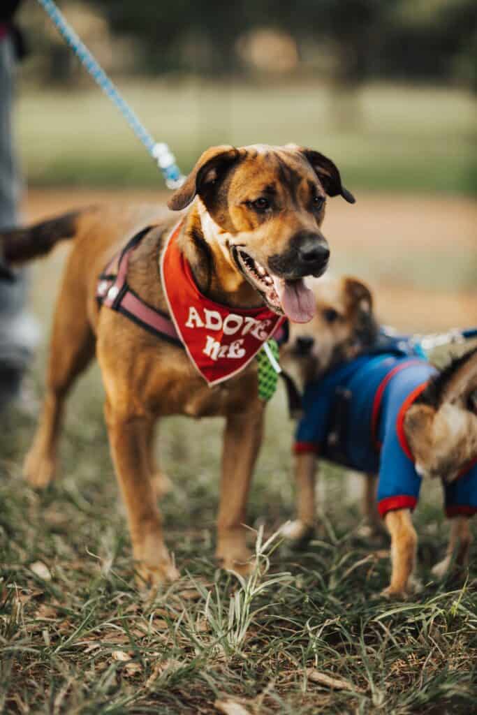 The Columbus Dog Adoption Events Roundup