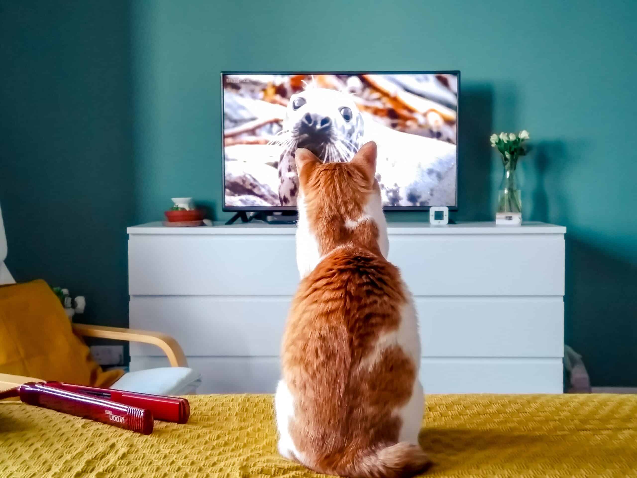 TV Channels for Dogs and Cats: The Best Free Options cat watching TV