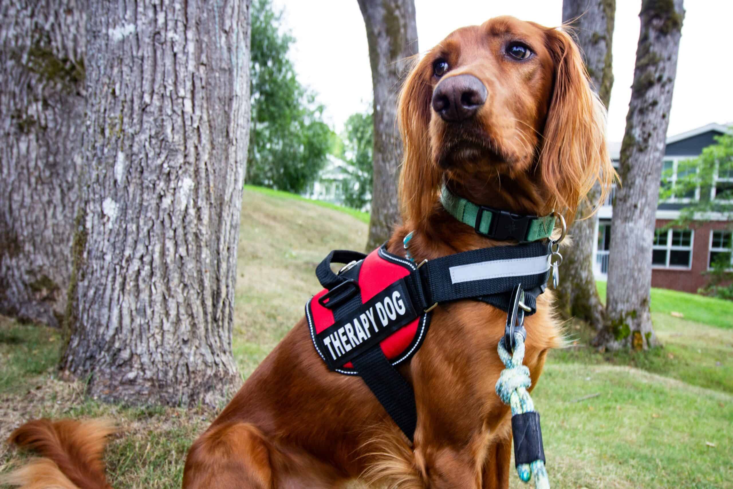 Charlotte therapy dog Charlotte therapy dog