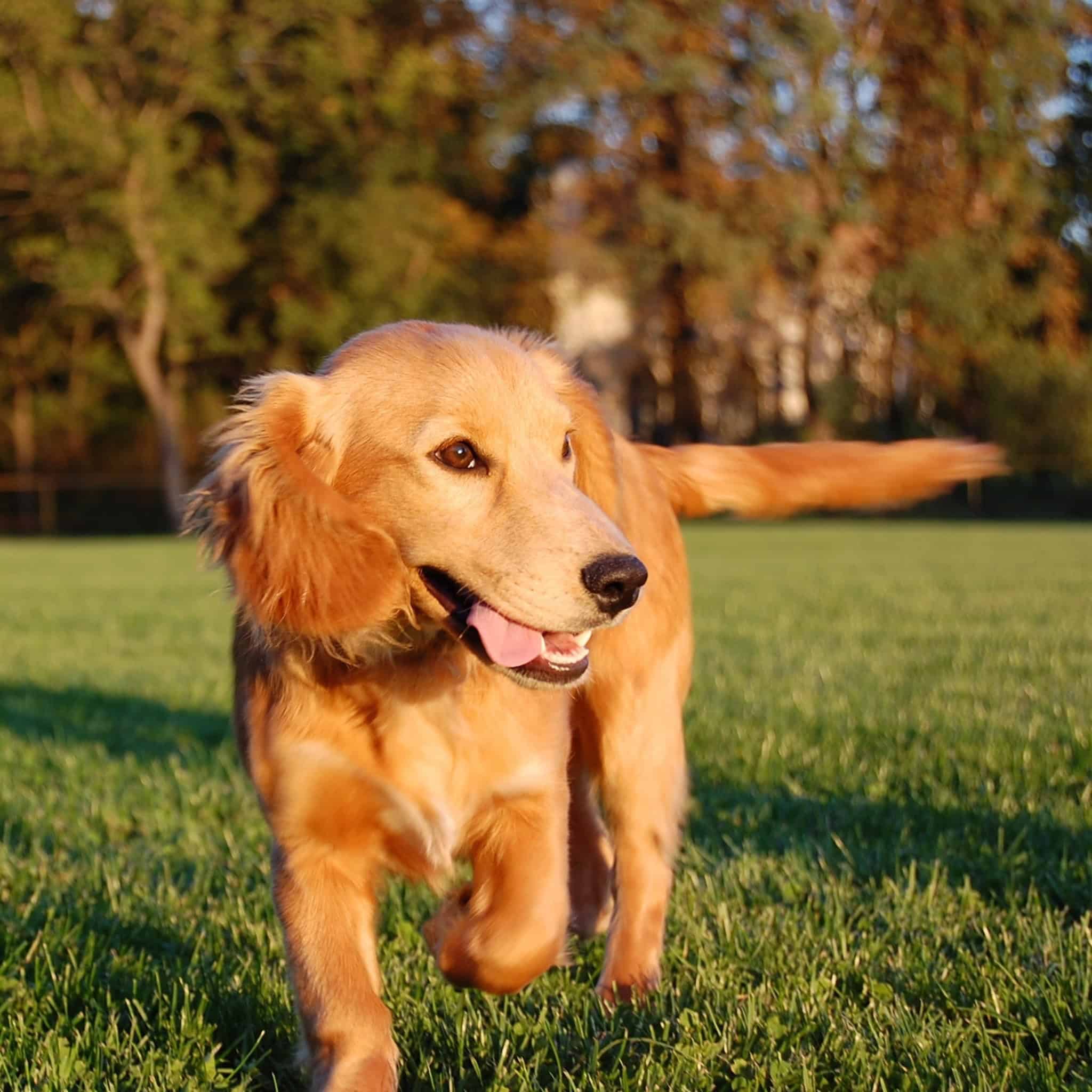 freshly groomed dog running through a Charlotte field freshly groomed dog running through a Charlotte field