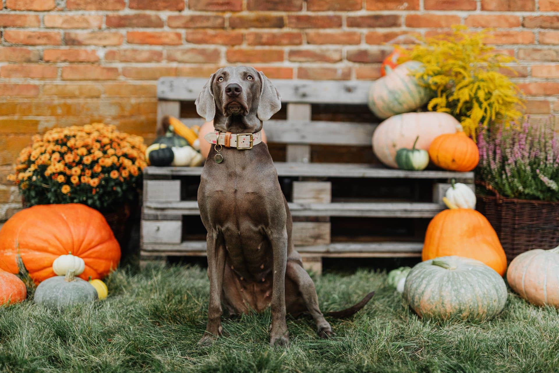 Dog sitting with pumpkins